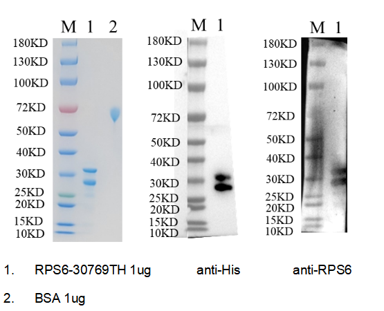 Reducing 4%-20% SDS-PAGE (CBB stained) and WB (Anti-His Mouse Monoclonal antibody/Rabbit anti-Homo sapiens (Human) RPS6 Polyclonal antibody) analysis profile of purified RPS6.